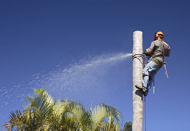 Best Tree Disease Treatment  in Grand Junction, CO